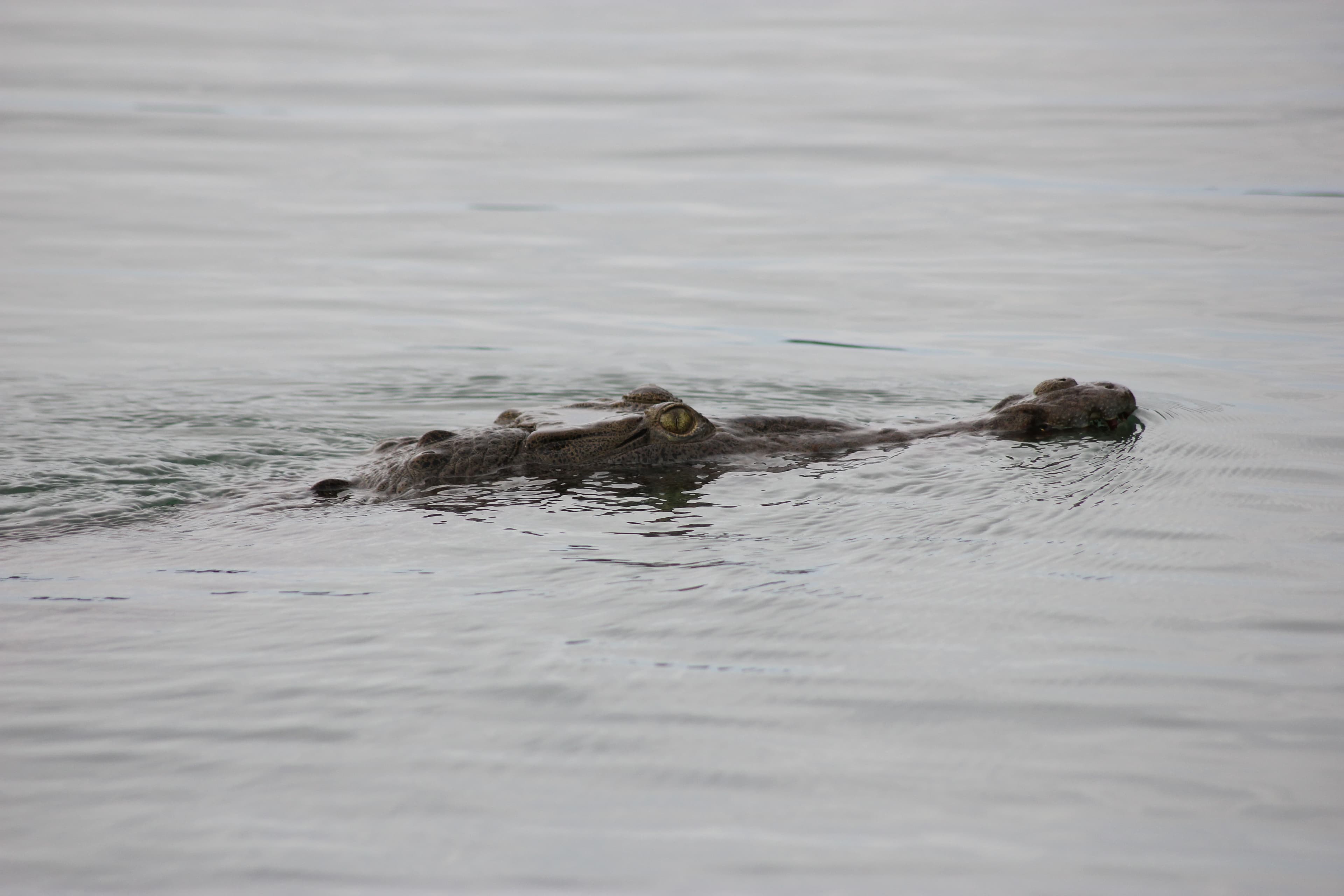 Crocodiles & Caimans