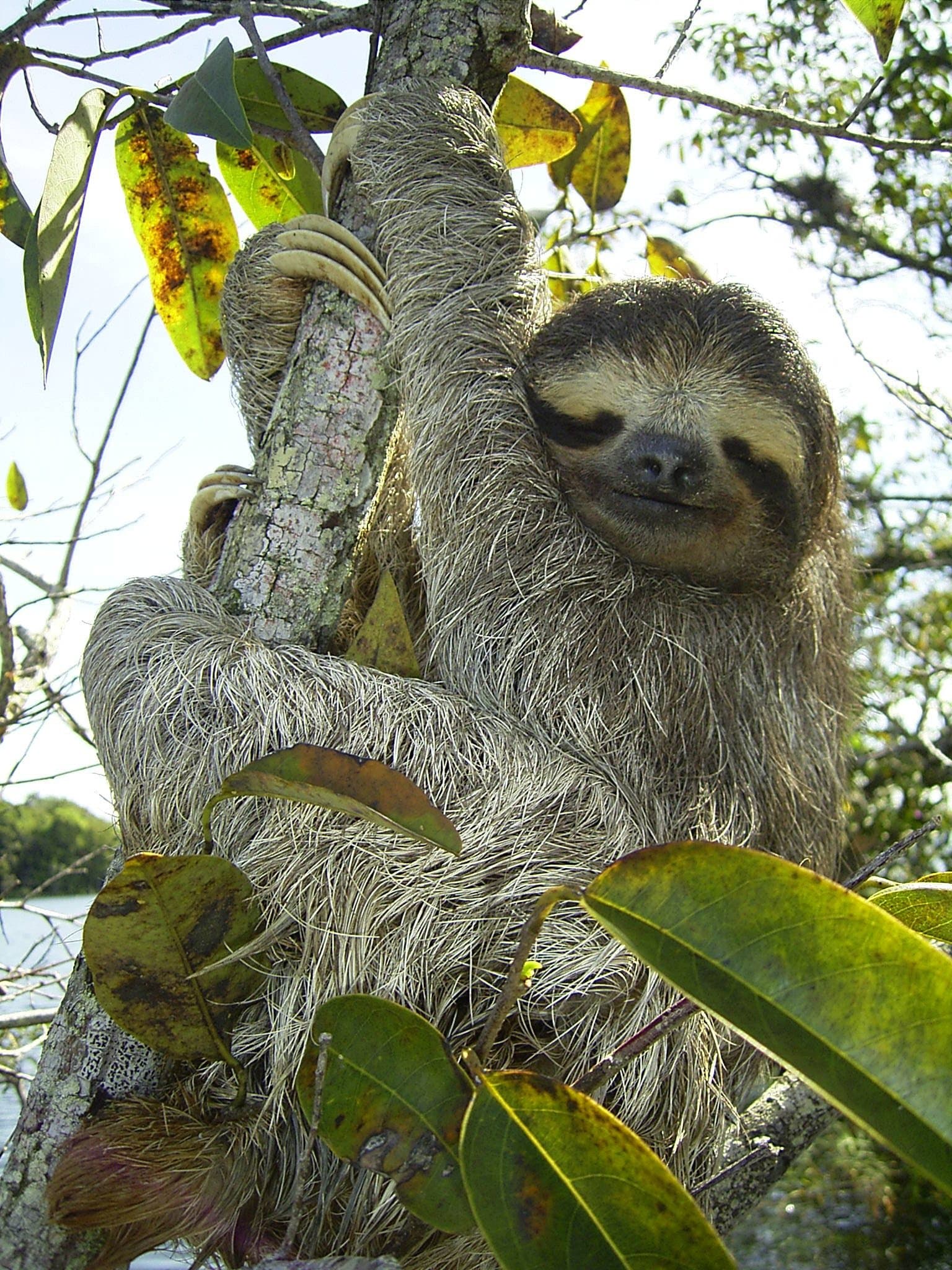 Sloths in the Wild